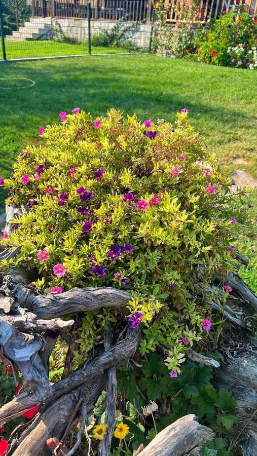 Mesimvria Ivonnis Garden别墅 外观 照片
